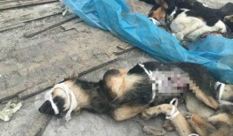 西安狗狗爆料事件最新情况,最新进展与各方回应梳理